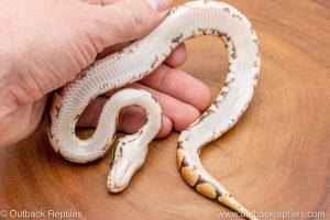 African import ball python for sale