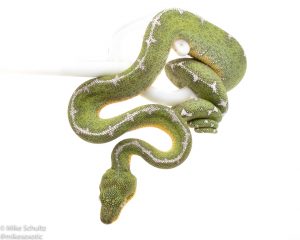 Amazon basin Emerald Tree Boa for sale