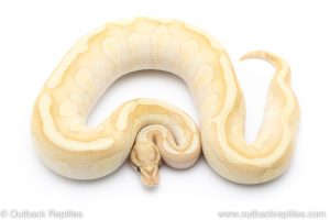 Banana Fire Butter Enchi het Clown ball pythons for sale