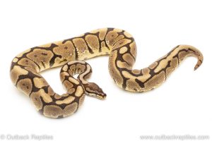 spider black pastel ball python for sale