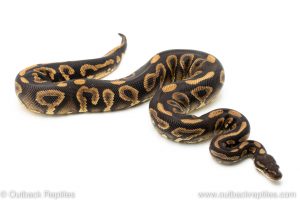 Black pastel Yellowbelly cypress ball python for sale