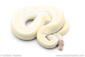 Blue eyed lucy ball python for sale
