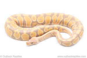 Candy ball pythons for sale