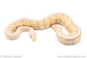 cinnamon candy ball pythons for sale