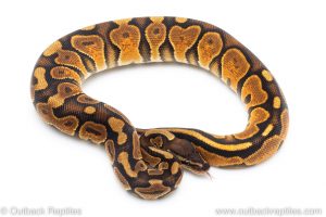 Cinnamon Enchi het Lavender albino ball python for sale