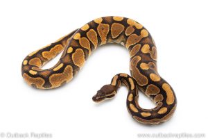 Cinnamon Enchi het Lavender ALbino ball python for sale