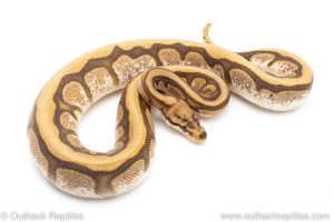 Cypress Spider ball python for sale