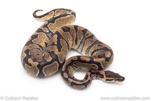 Enchi het clown ball pythons for sale