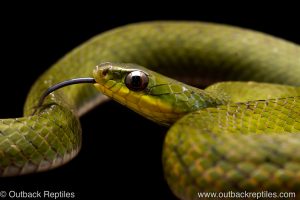 Erythrolamprus typhlus