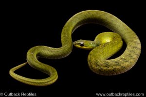 Erythrolamprus typhlus