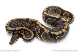 Granite het clown ball pythons for sale