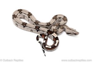 Guyana Redtail Boa for sale