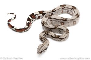 Guyana Redtail Boa for sale