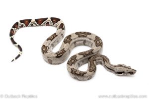 Guyana Redtail Boa for sale