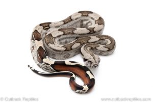 Guyana Redtail Boa for sale