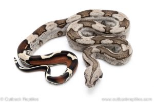 Guyana Redtail Boa for sale