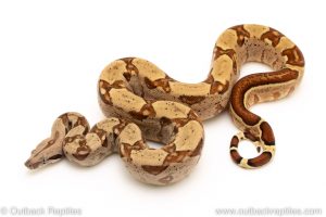 Hypo redtail boa for sale