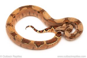 Hypo redtail boa for sale