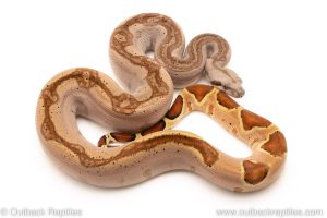 Hypo redtail boa for sale