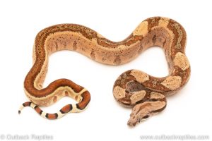 Hypo redtail boa for sale