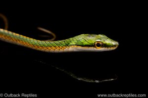 Leptophis ahaetulla parrot snakeophis ahaetula parrot snake-2