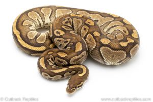 Lesser het clown ball python for sale