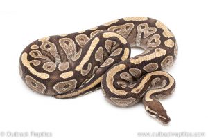 Adult Breeder Female Mojave ball python for sale