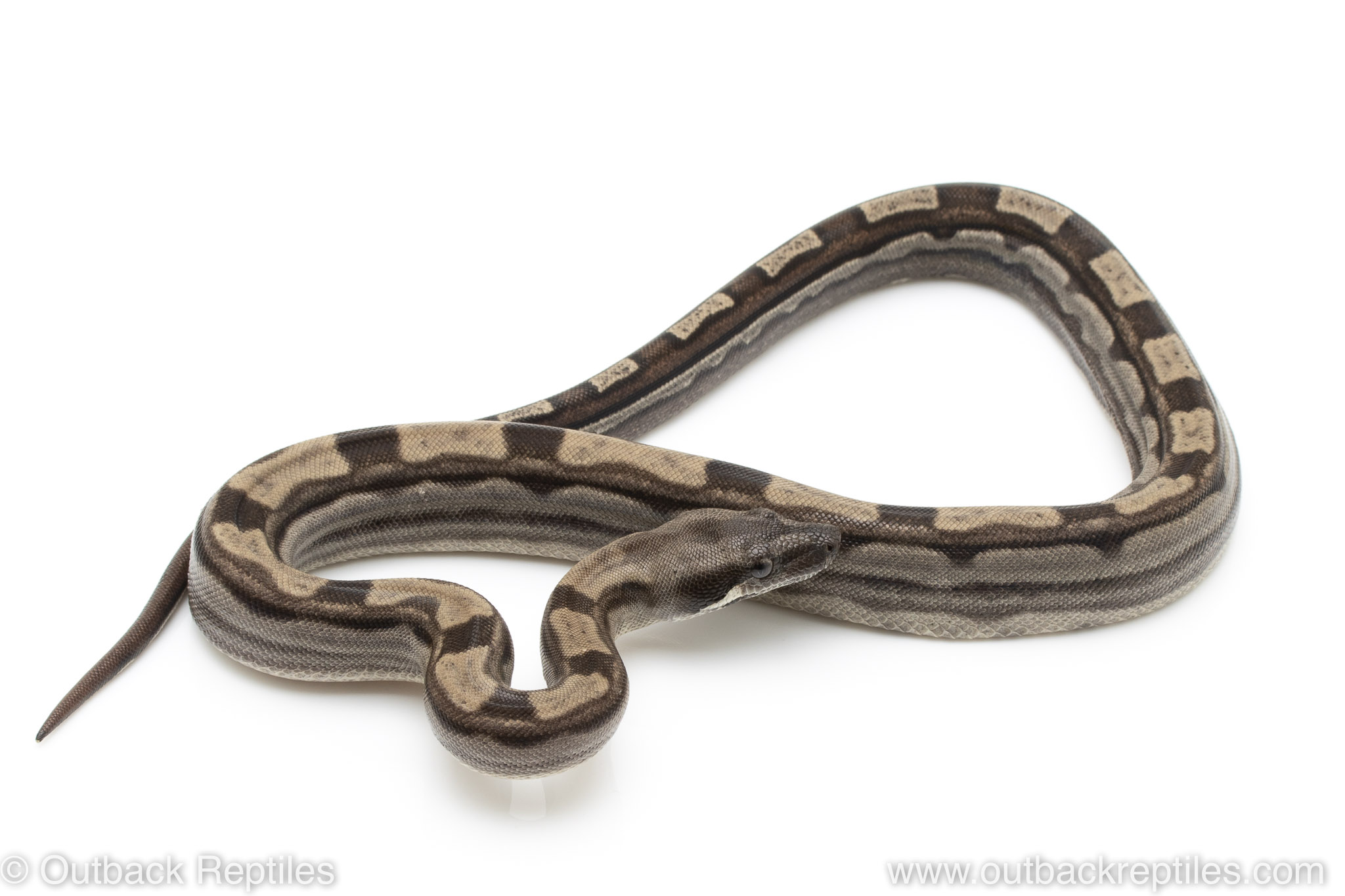 Colombian Redtail Boa For Sale Outback Reptiles,Grape Leaves Jar