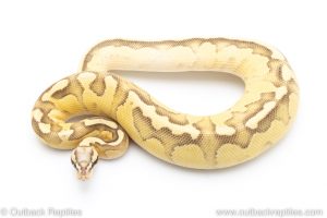 Orange Dream fire pastel butter ball pythons for sale