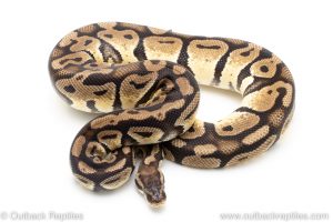 pastel ball python for sale
