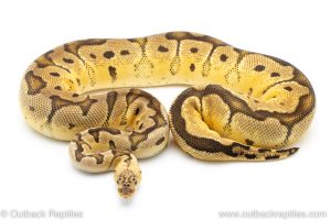 Pastel Clown ball python for sale