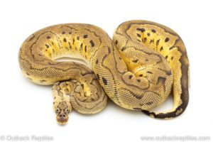 Pastel Clown ball python for sale