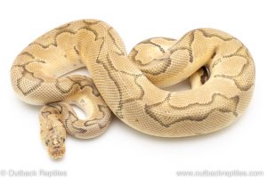 pastel clown ball python for sale
