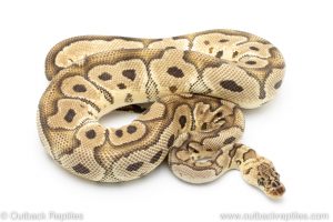 Pastel Clown ball python for sale