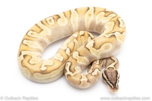 pastel enchi lesser poss het pied ball python for sale