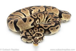 pastel het clown ball python for sale