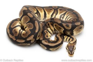 Pastel het Clown ball python for sale