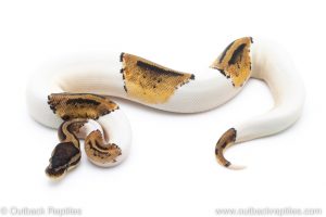 Pastel Pied ball pythons for sale