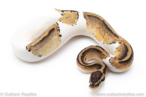 Pastel pied ball pythons for sale