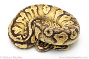 pastel yellowbelly ball python for sale