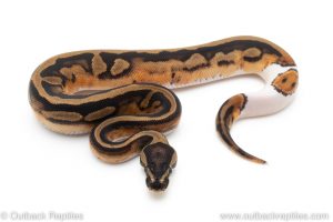 Pied ball pythons for sale