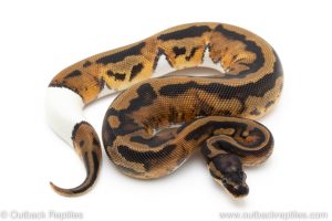 Pied ball pythons for sale