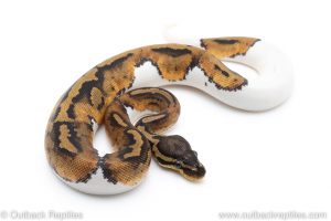 pied ball pythons for sale