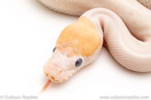 Banana Bumblebee Pied ball pythons for sale