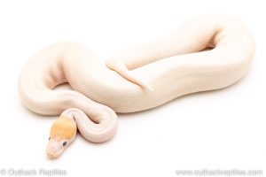 Banana Bumblebee Pied ball pythons for sale