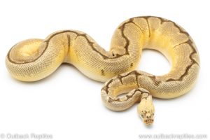 bumblebee blade clown ball python for sale