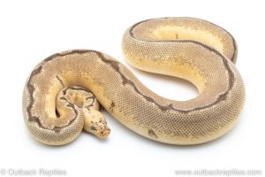 bumblebee blade clown ball python for sale