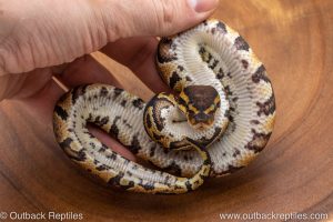 African import ball python for sale