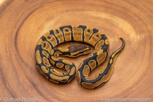 African import ball python for sale