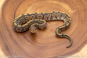 African import ball python for sale